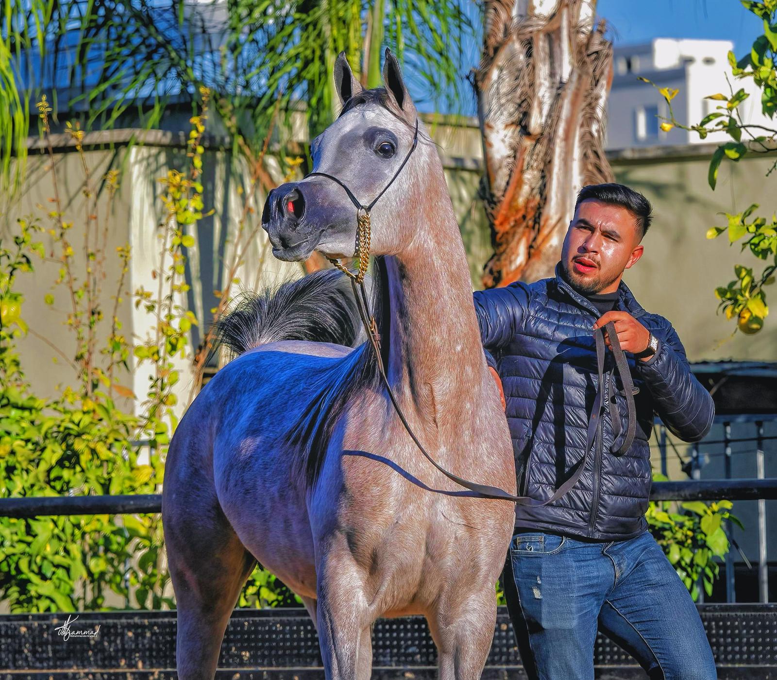 صورة العريس